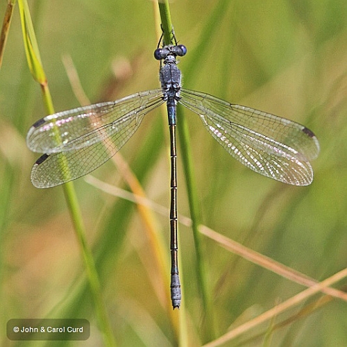 IMG_1272 Lestes macrostigma female.JPG